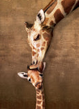 Giraffe Motherâ€™S Kiss 500 Pieces Puzzle